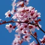 almond-blossom-5378_1920
