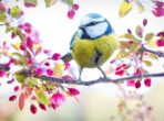 spring-bird-2295434_1920