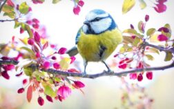 spring-bird-2295434_1920